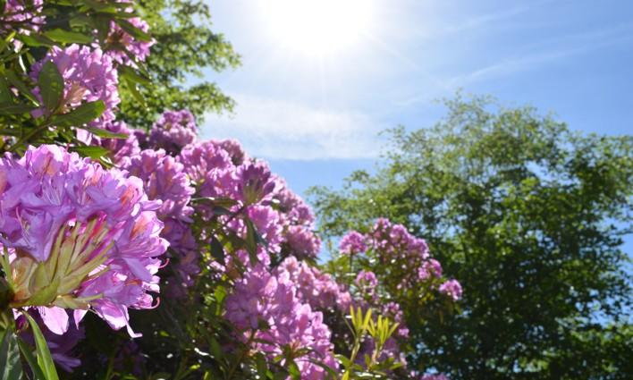 Blumen im Schlossgarten. Foto: Stadt Oldenburg